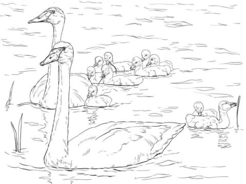 Dibujo de Familia de Cisnes Trompetistas para Colorear