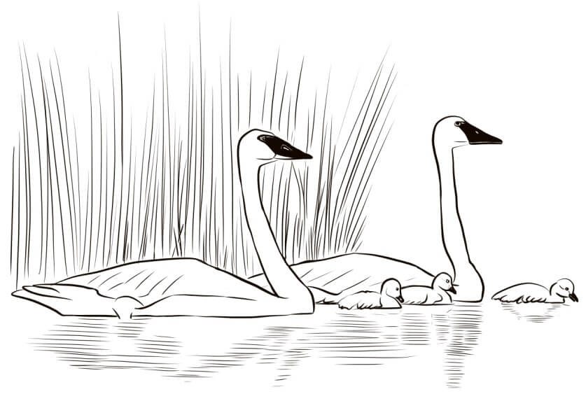 Dibujo de Familia de Cisnes para Colorear