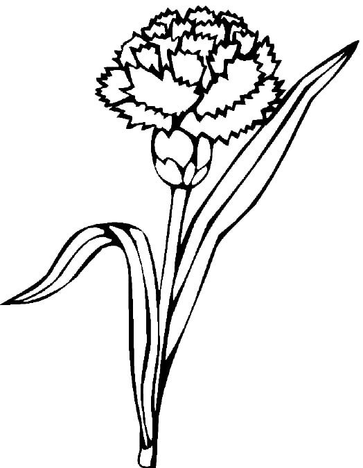 Dibujo de Bonito Clavel para Colorear