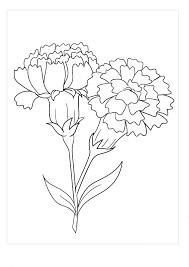 Dibujo de Clavel Bsico para Colorear