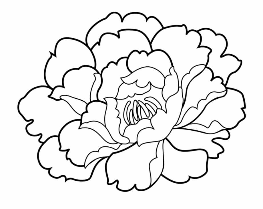 Dibujo de Clavel Dulce para Colorear