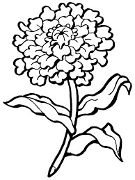 Dibujo de Clavel Duro para Colorear