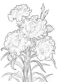 Dibujo de Clavel Escarlata para Colorear
