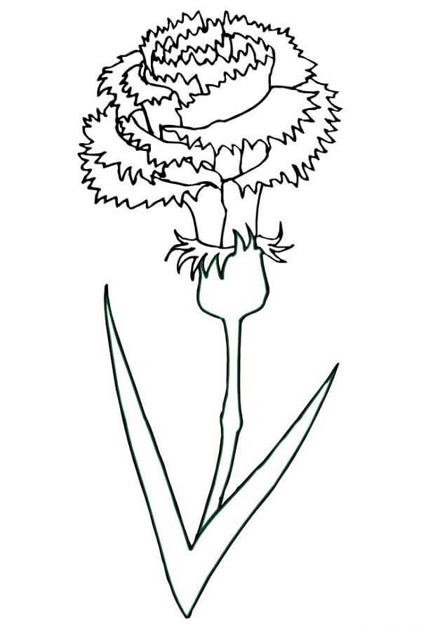 Dibujo de Clavel Fresco para Colorear