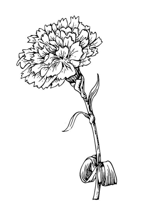 Dibujo de Clavel Impresionante para Colorear
