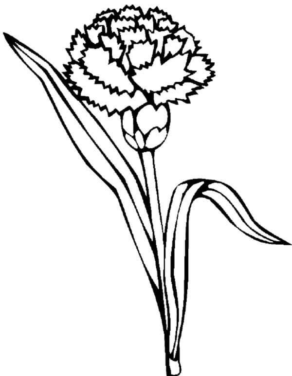 Dibujo de Clavel Imprimible para Colorear