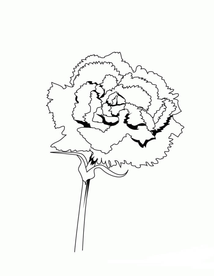 Dibujo de Clavel Lindo para Colorear