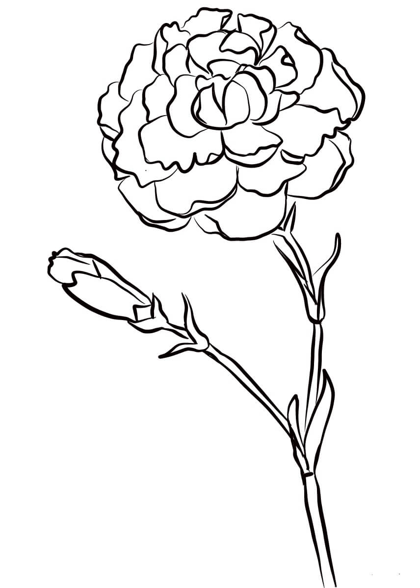 Dibujo de Clavel Normal para Colorear