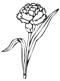 Dibujo de Clavel Perfecto para Colorear