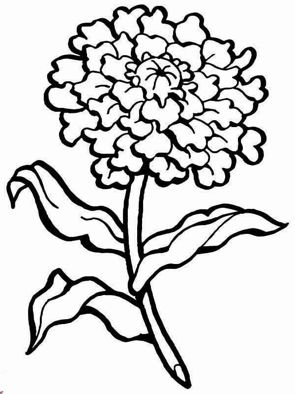 Dibujo de Clavel Simple para Colorear