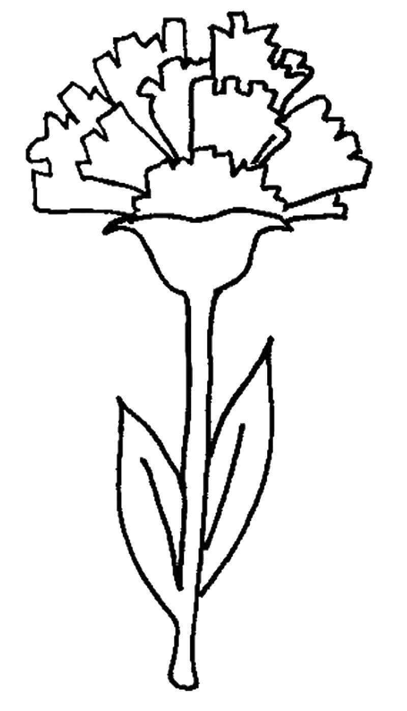 Dibujo de Clavel de Dibujo a Mano para Colorear