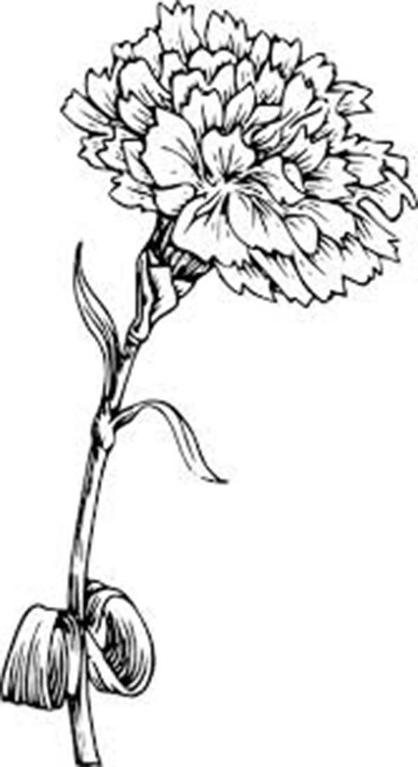 Dibujo de Clavel para Adulto para Colorear