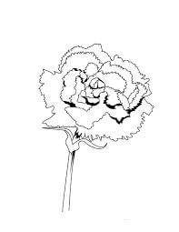 Dibujo de Clavel para Colorear