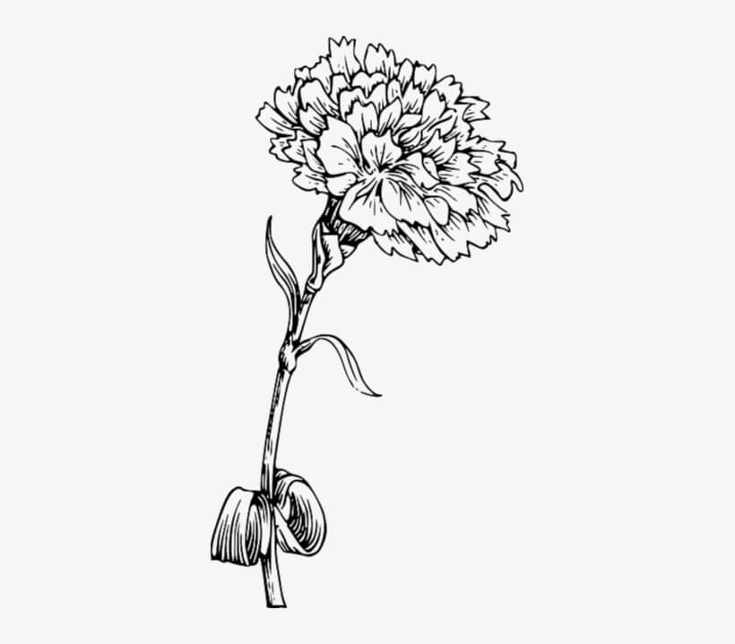 Dibujo de Flor de Clavel para Colorear