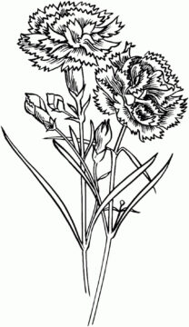 Dibujo de Dos Clavel para Colorear