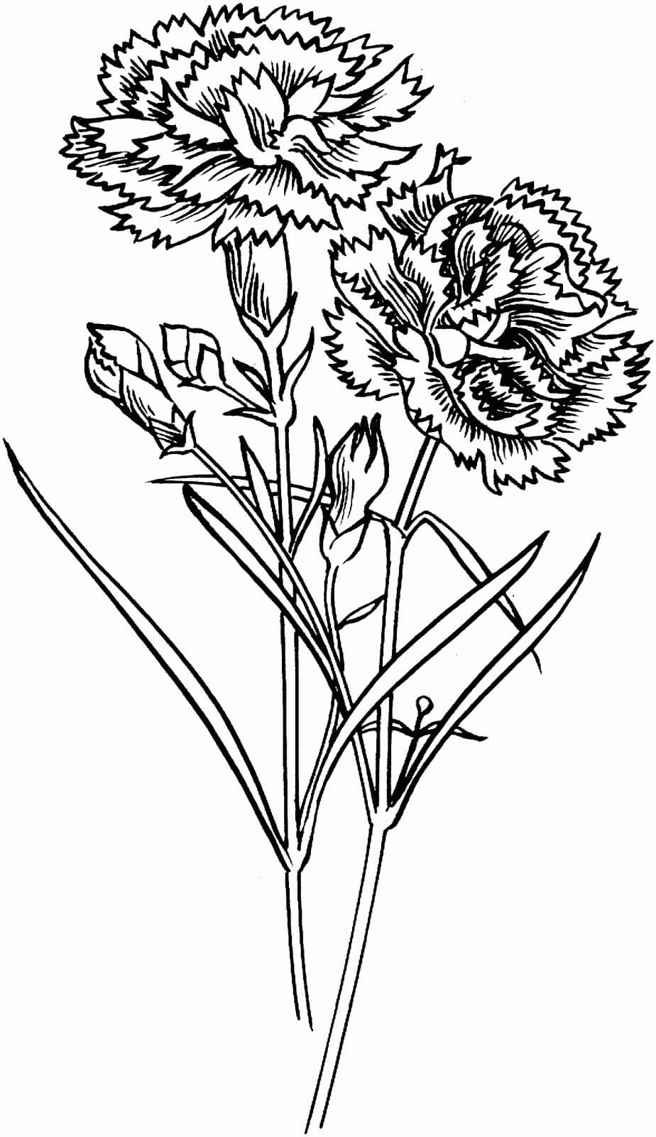 Dibujo de Dos Clavel para Colorear