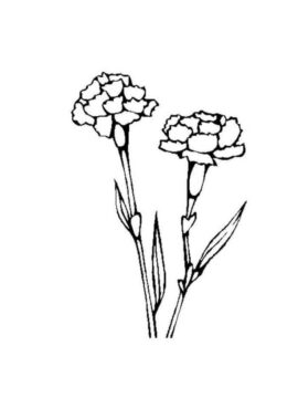 Dibujo de Dos Claveles Bsicos para Colorear
