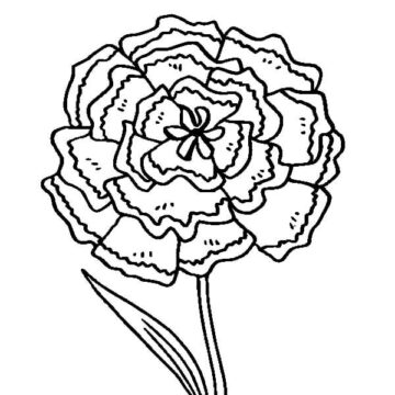 Dibujo de El Clavel Verde para Colorear