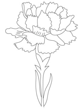 Dibujo de Flor de Nacimiento de Clavel para Colorear