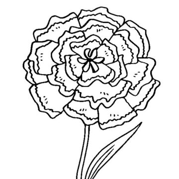 Dibujo de Gran Clavel para Colorear
