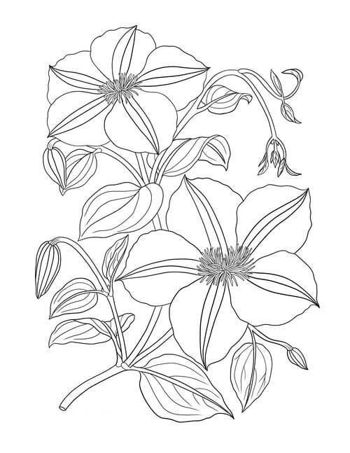 Dibujo de Buen Clematis para Colorear