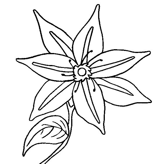 Dibujo de Clematis Bsica para Colorear
