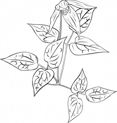 Dibujo de Clematis Impresionante para Colorear