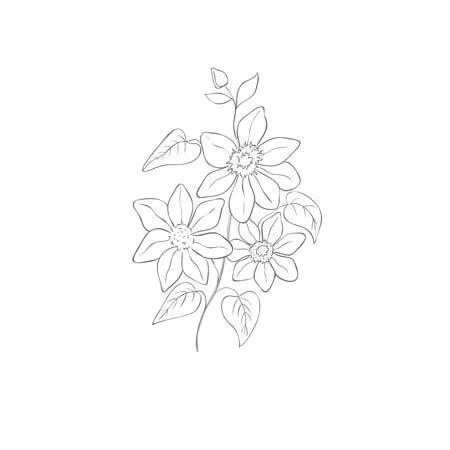 Dibujo de Clematis Imprimible para Colorear
