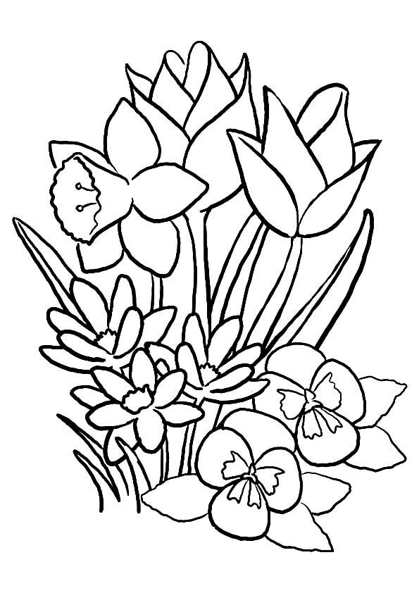 Dibujo de Clematis Normal para Colorear
