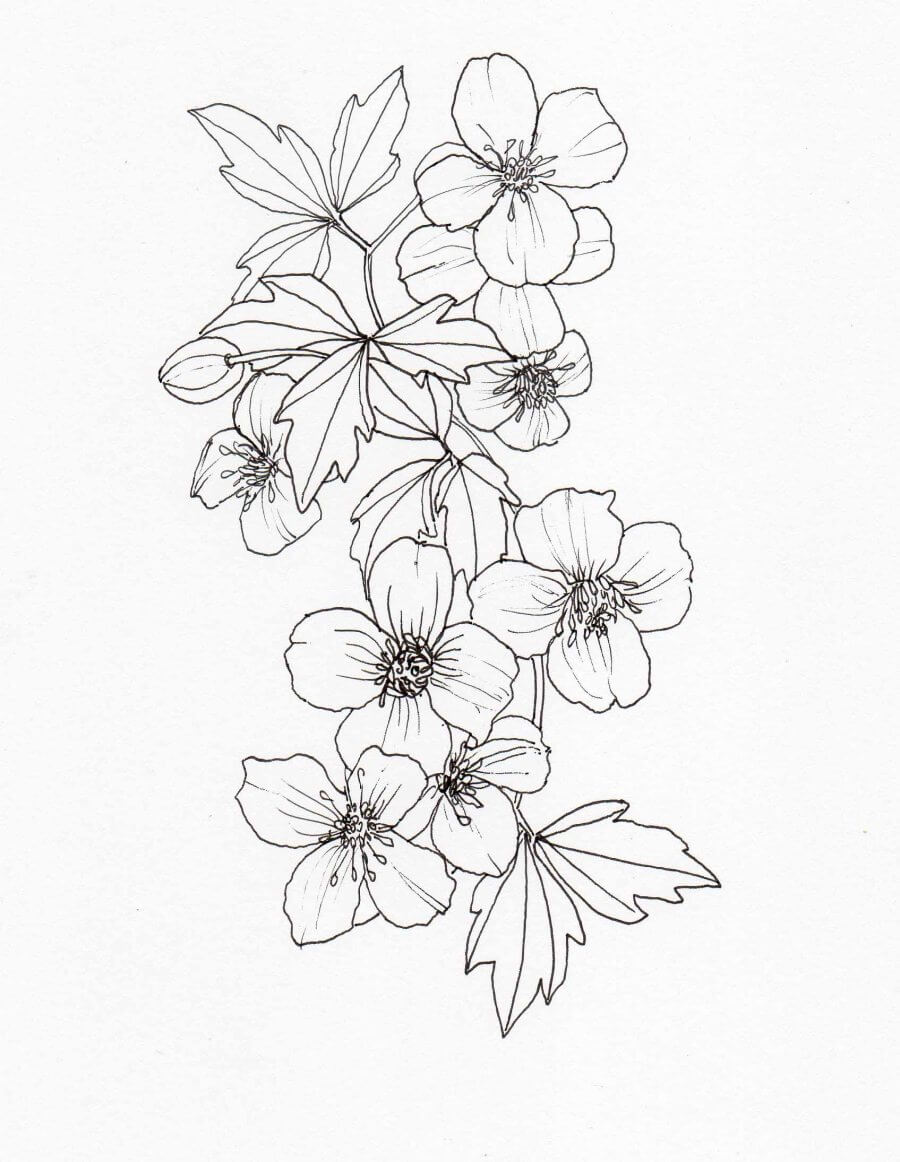 Dibujo de Clematis Perfecta para Colorear