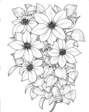 Dibujo de Clemtide Simple para Colorear
