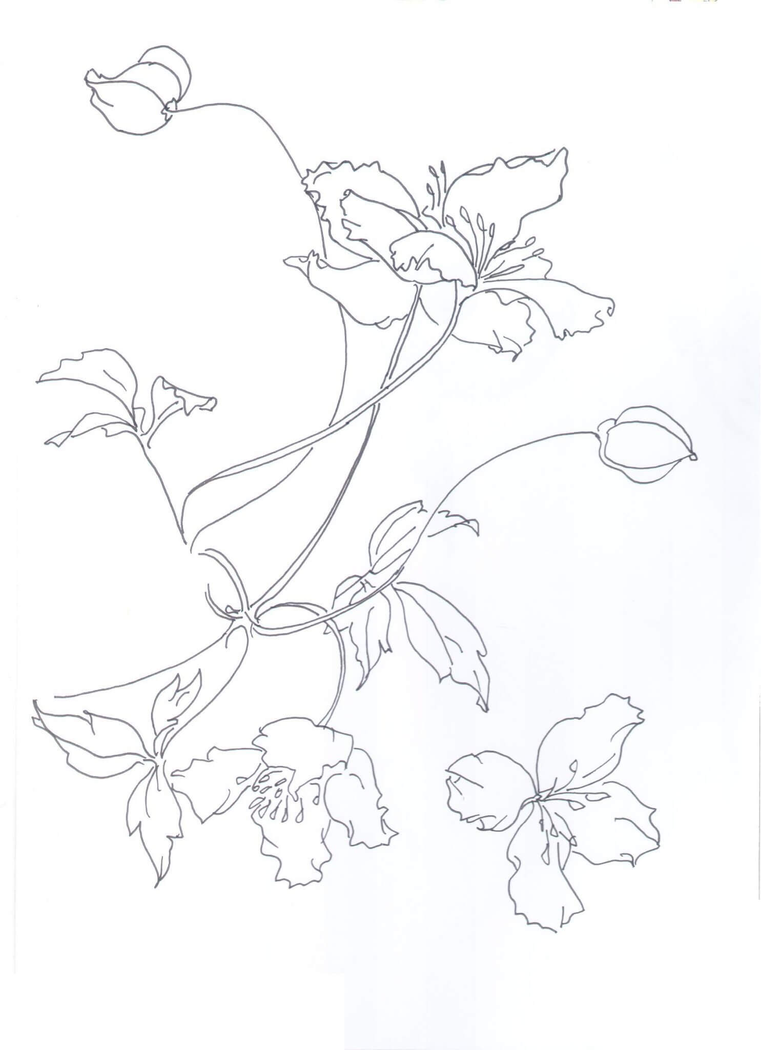 Dibujo de Clemtide de Janet Edwards para Colorear