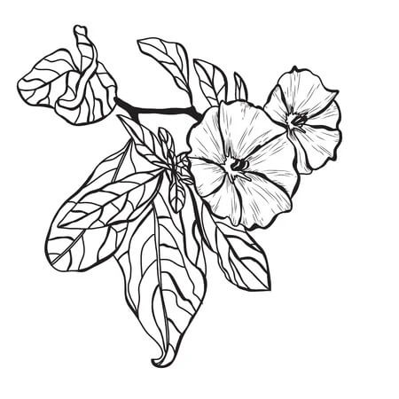 Dibujo de Gran Clemtide para Colorear