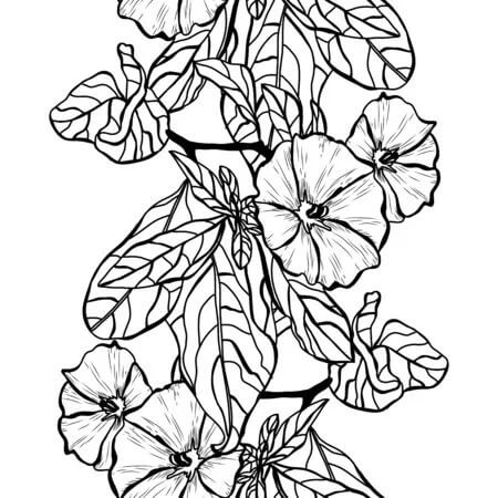 Dibujo de Increble Clemtide para Colorear