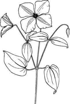 Dibujo de Tatuaje de Clemtide para Colorear