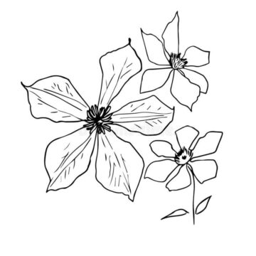 Dibujo de Tres Clematis para Colorear
