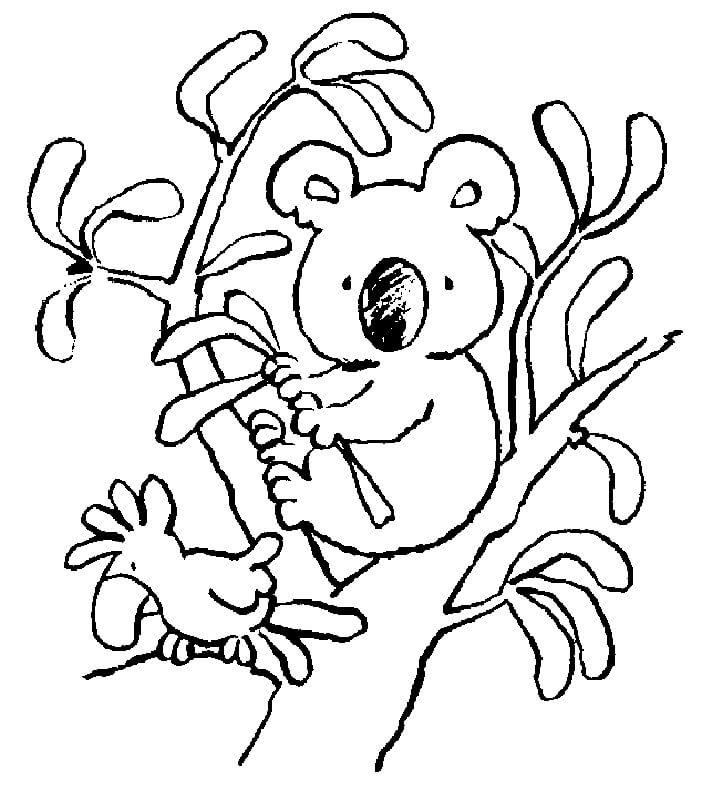 Dibujo de Loro y Koala para Colorear