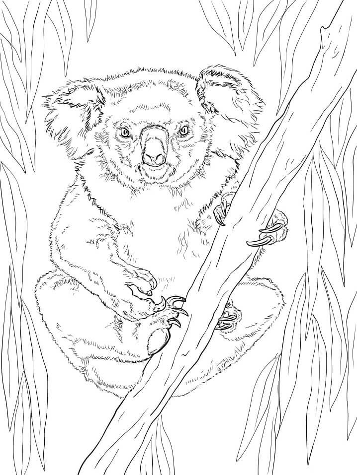 Dibujo de Koala Hembra para Colorear