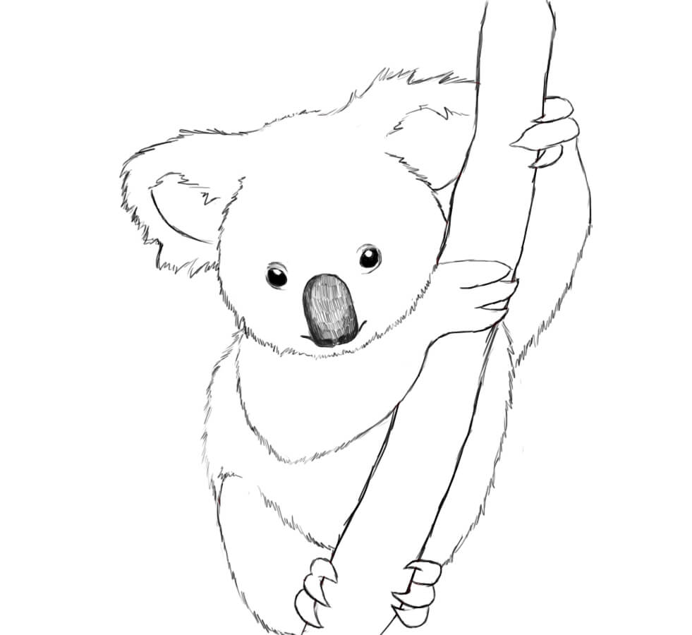 Dibujo de Koala Realista para Colorear