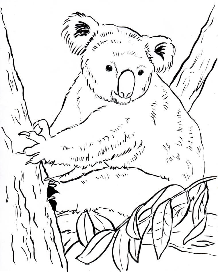 Dibujo de Koala Sencillo para Colorear