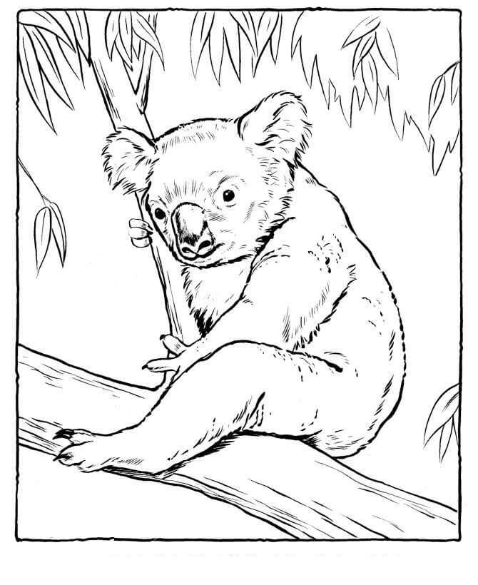 Dibujo de Koala Sentado en un árbol para Colorear
