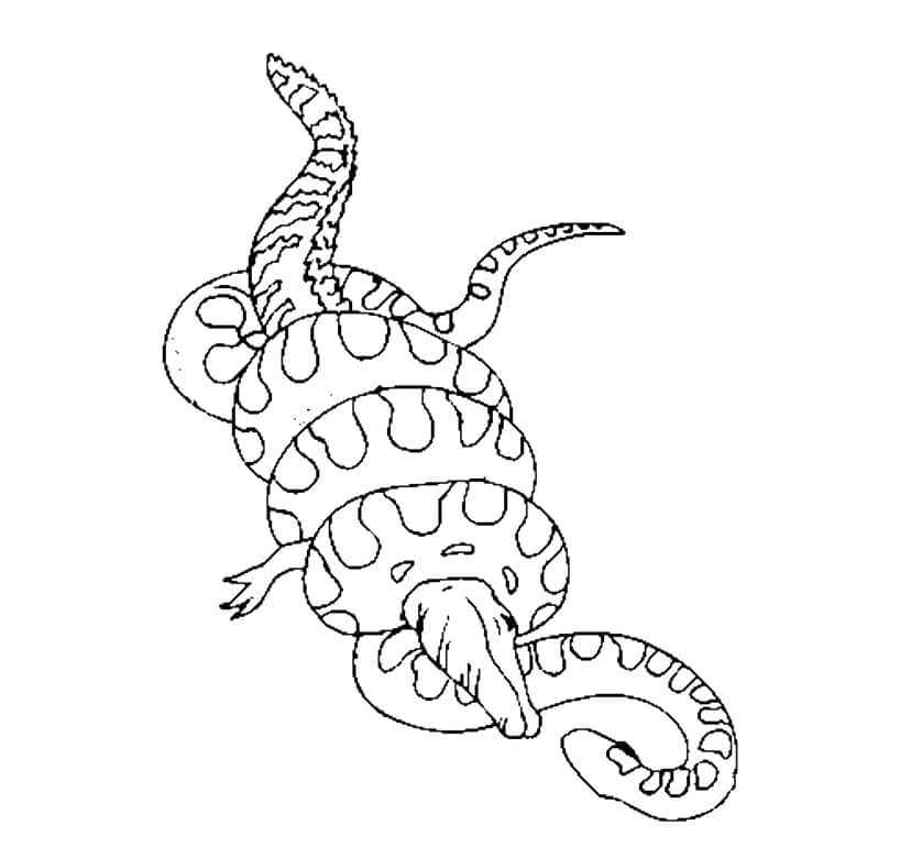 Dibujo de Anaconda Contra Cocodrilo para Colorear