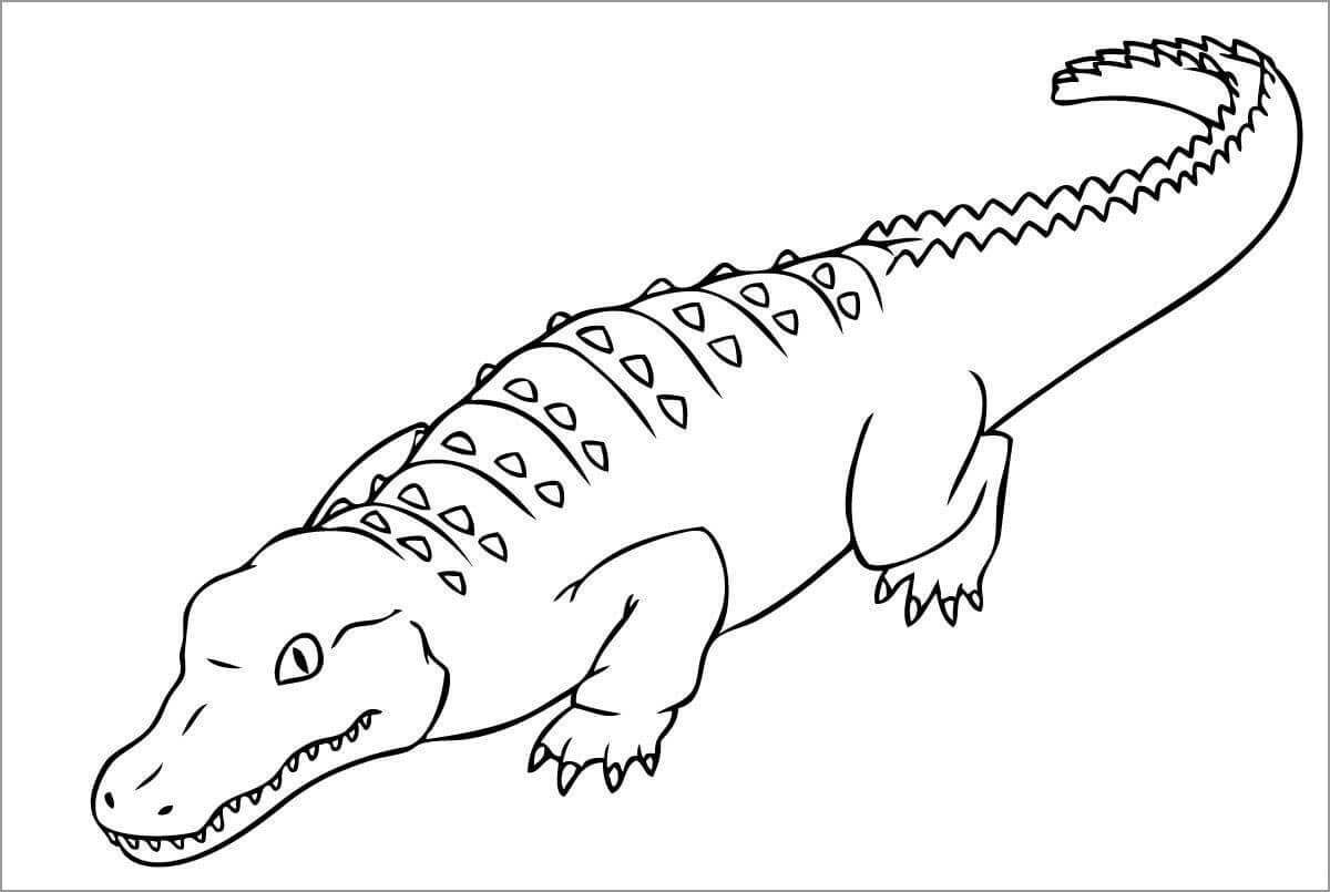 Dibujo de Cocodrilo Asombroso para Colorear