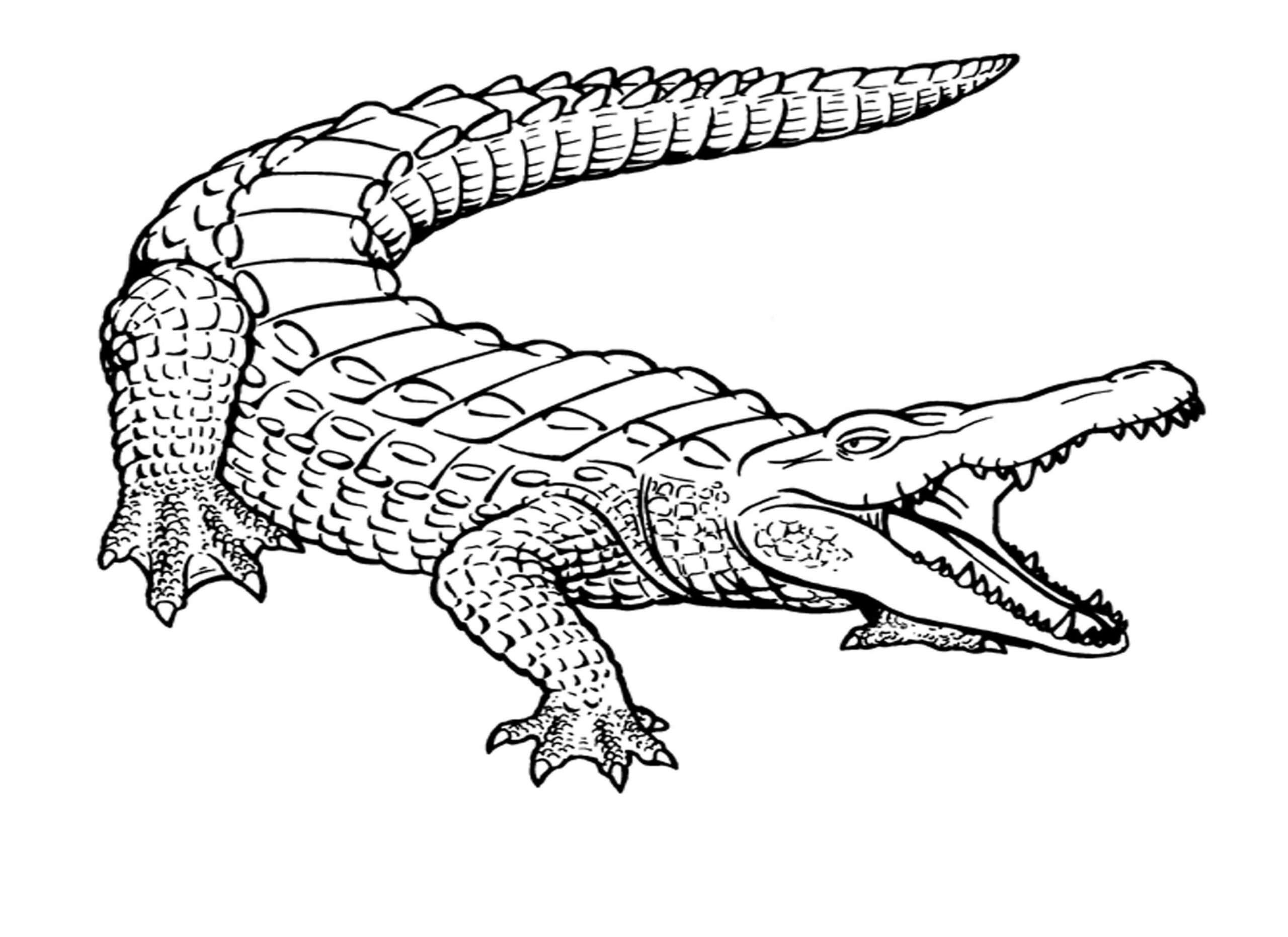 Dibujo de Cocodrilo básico Scaled para Colorear
