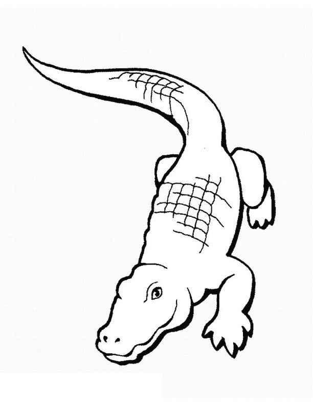 Dibujo de Cocodrilo Dibujo básico para Colorear