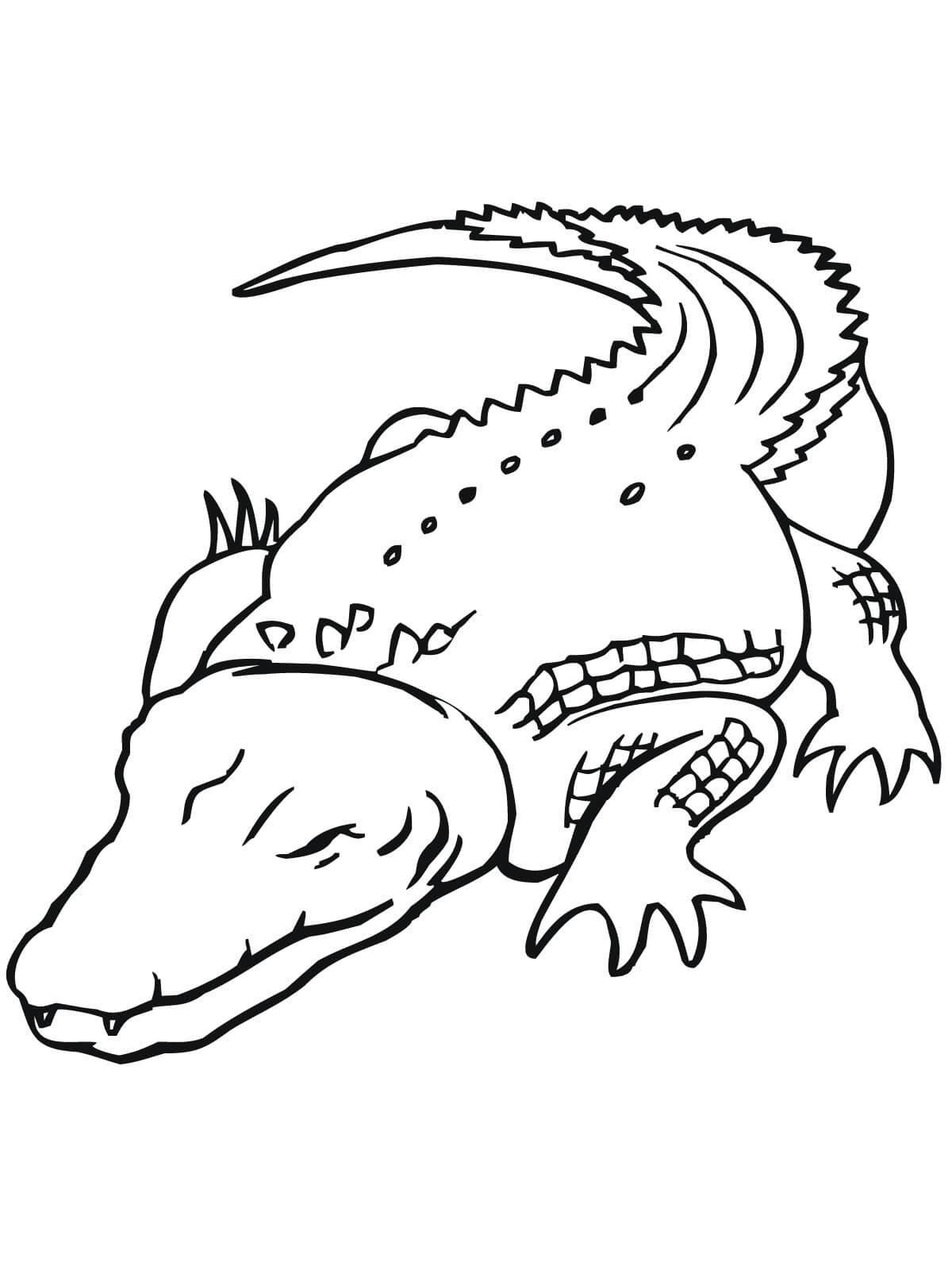Dibujo de Cocodrilo Durmiendo para Colorear