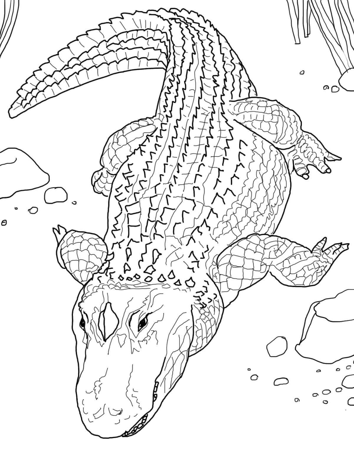 Dibujo de Cocodrilo imágenes Gratis para Colorear