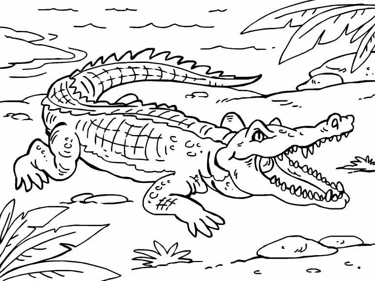 Dibujo de Cocodrilo Normal 1 para Colorear