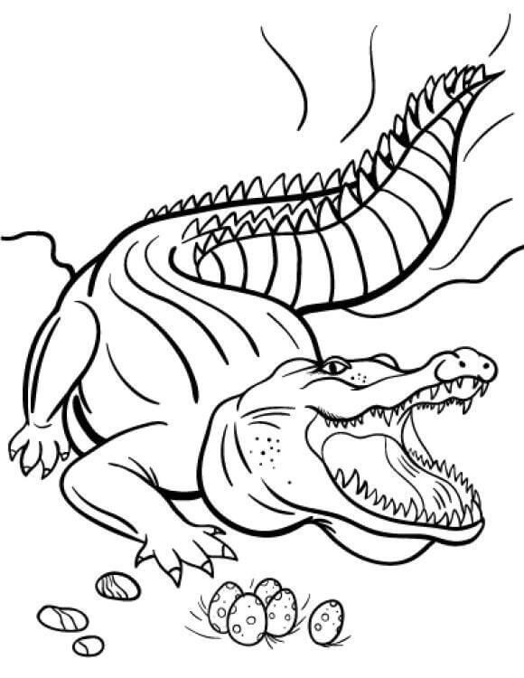 Dibujo de Cocodrilo con Huevos para Colorear