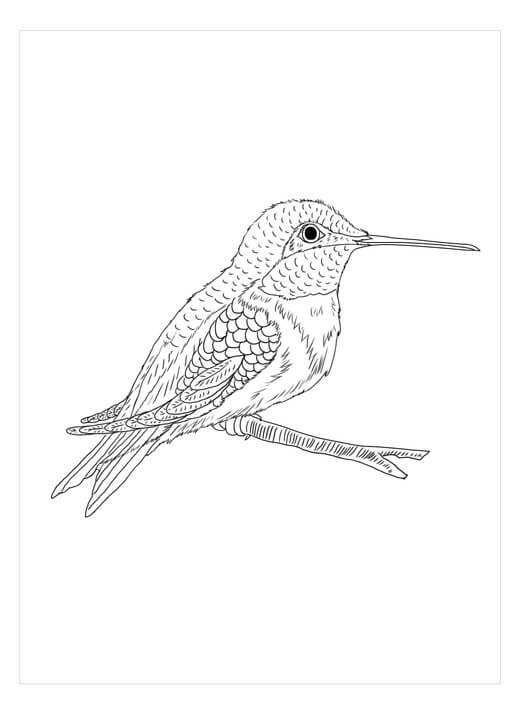 Dibujo de Abeja Colibri para Colorear